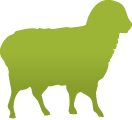 schapenvlees